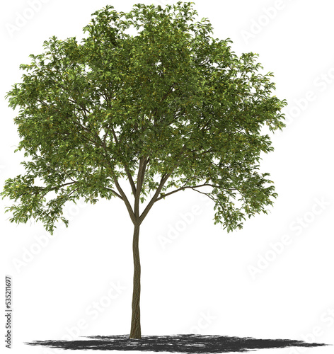robinia tree 3