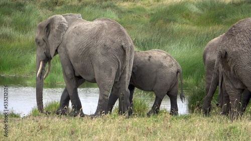A family of elephants drinking in the Serengeti National Park, Tanzania photo