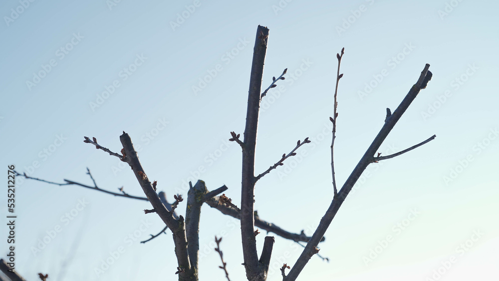 Currant bushes close up in winter. Young branches with unblown buds, floating focus, defocus
Currant bushes close up in winter. Young branches with unblown buds, floating focus, defocus
