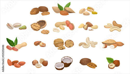 Nuts as Dry Edible Seeds with High Fat Content Vector Set