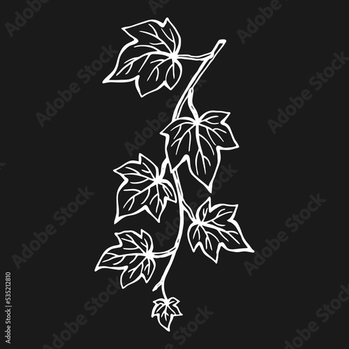 Ivy leaves. Hand drawn illustration converted to vector.