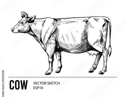 Cow outline. Sketch vector illustration