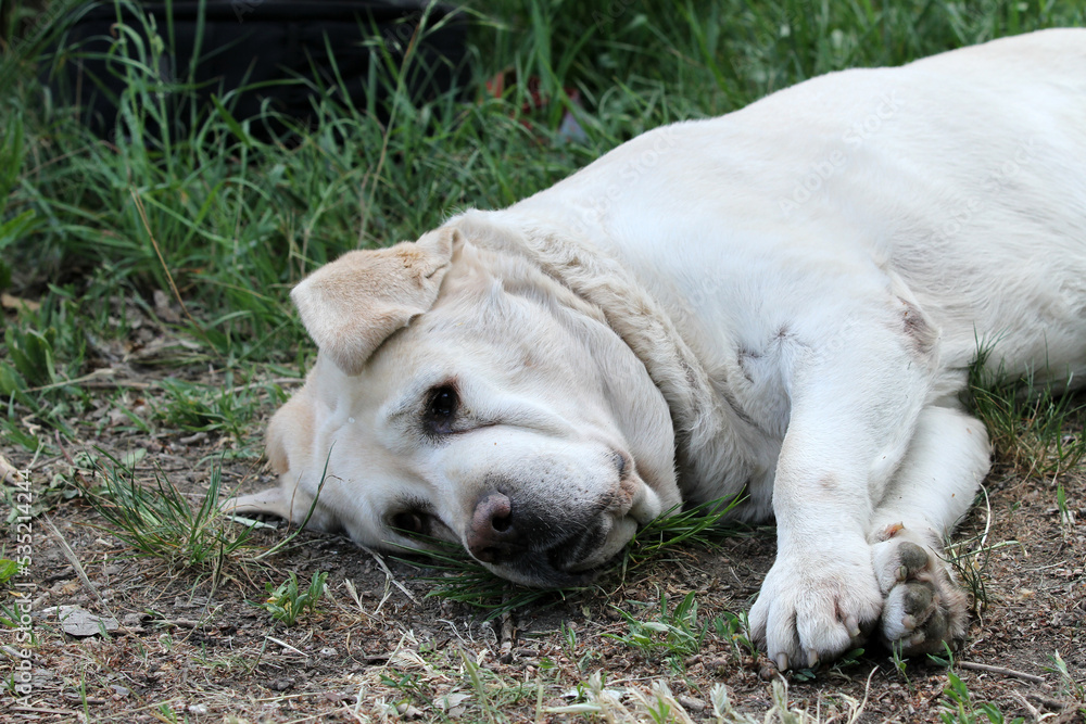 sweet nice yellow labrador retriever in summer close up sweet nice yellow labrador retriever in summer close up
