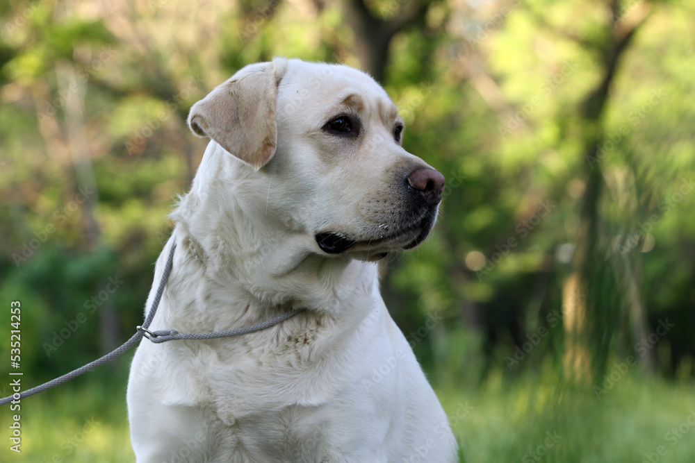 a sweet nice yellow labrador retriever in summer close up a sweet nice yellow labrador retriever in summer close up