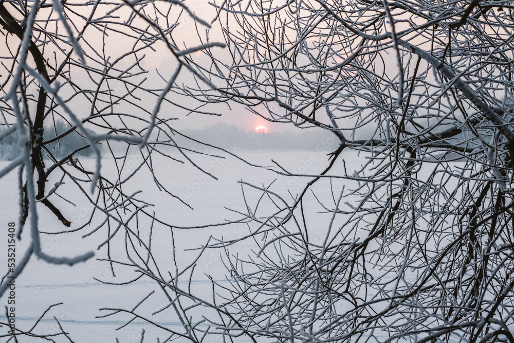 Obraz premium Snowy winter. Heavy snowfall in Moscow. Christmas trees in the snow