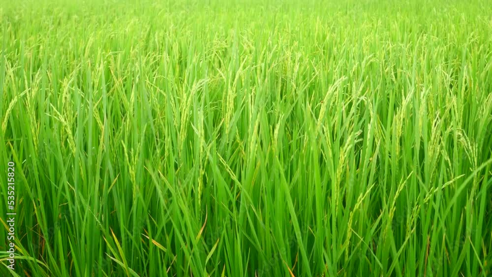 Rice plant in the field Falling rice moves with the wind, growing rice crops perfectly. Rice plant in the field Falling rice moves with the wind, growing rice crops perfectly.