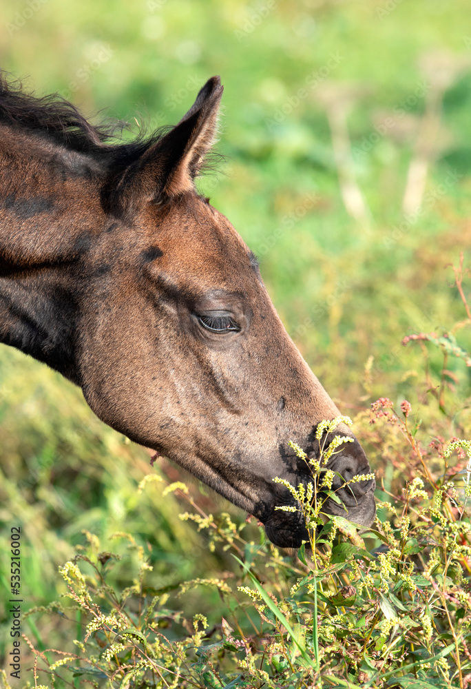 portrait of beautiful black- brown colt grazing at field . close up. cloudy day portrait of beautiful black- brown colt grazing at field . close up. cloudy day