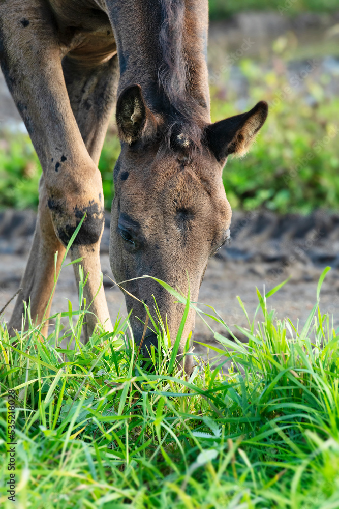 portrait of beautiful black foal grazing freely. close up. portrait of beautiful black foal grazing freely. close up.