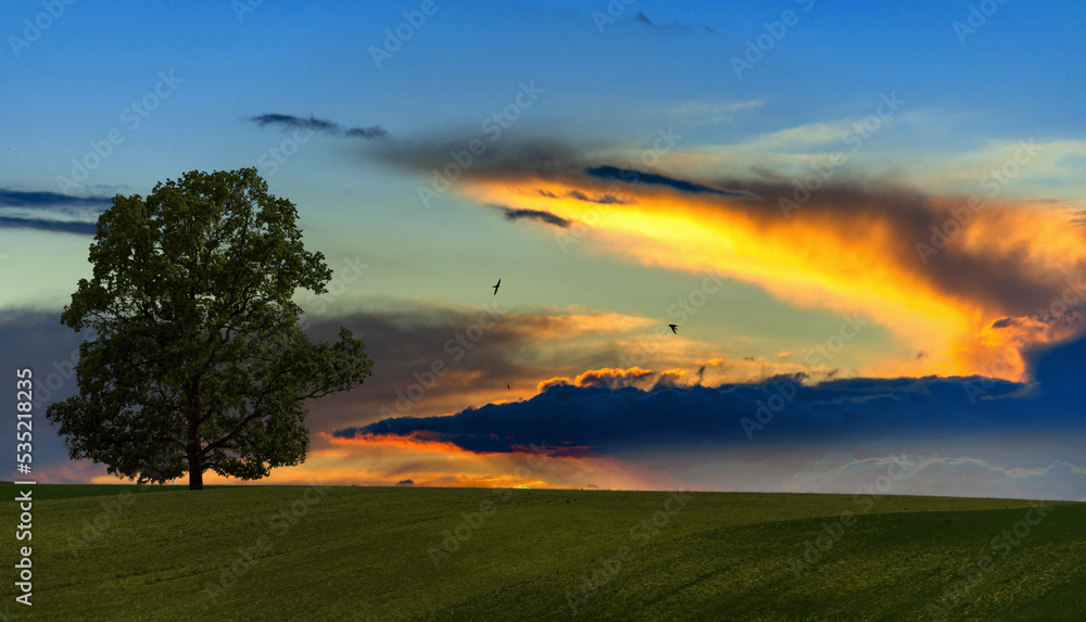 Lonely tree in the field at beautiful sunset with expressive sky and clouds