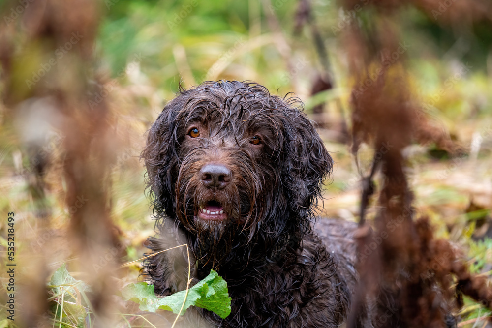 a hunting dog, a pudelpointer, with wet fur is lying down in the grass at a rainy autumn day on the mountains a hunting dog, a pudelpointer, with wet fur is lying down in the grass at a rainy autumn day on the mountains