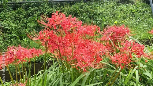 彼岸花