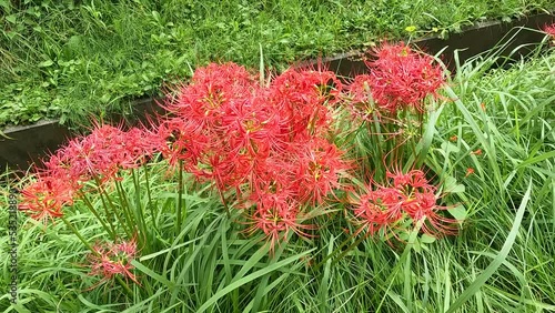 彼岸花