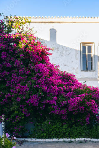 Bougainvillea flowers in streets of Andros island, Cyclades, Greece