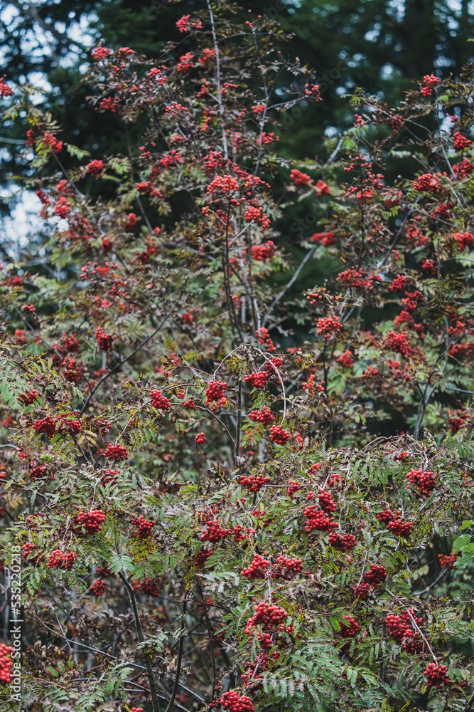 beautiful red rowan berries on the tree in autumn beautiful red rowan berries on the tree in autumn