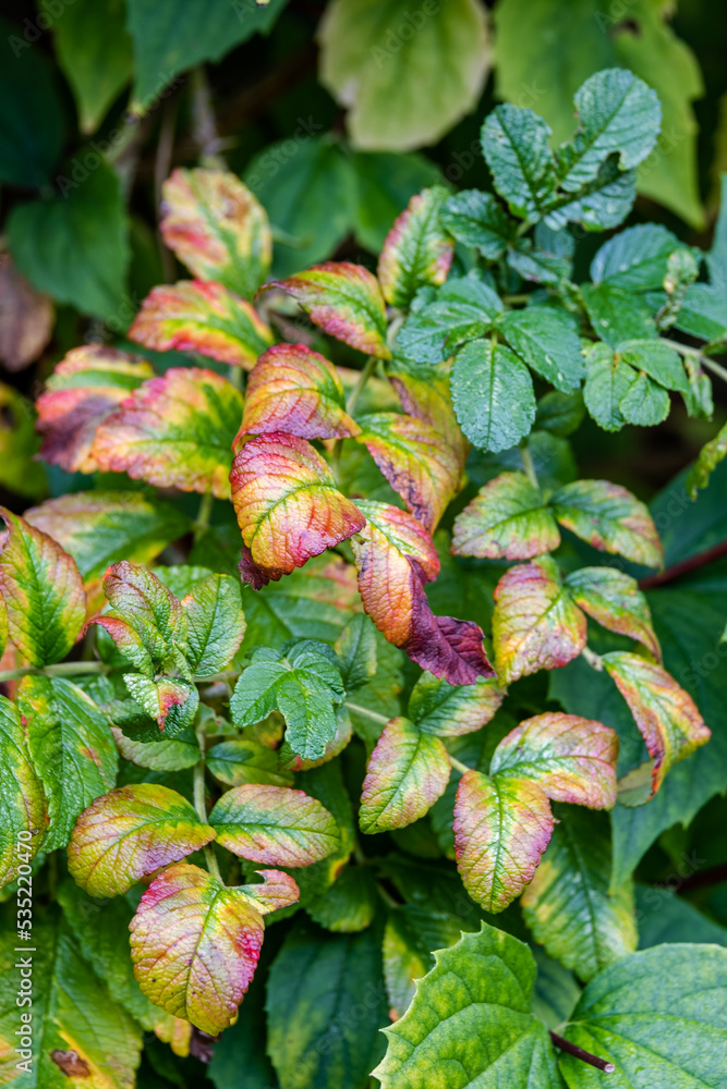 Fototapeta premium autumnal green and colorful leaves wet from the rain