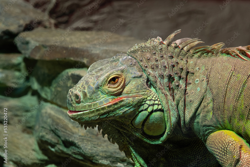 iguana on the background of stones iguana on the background of stones