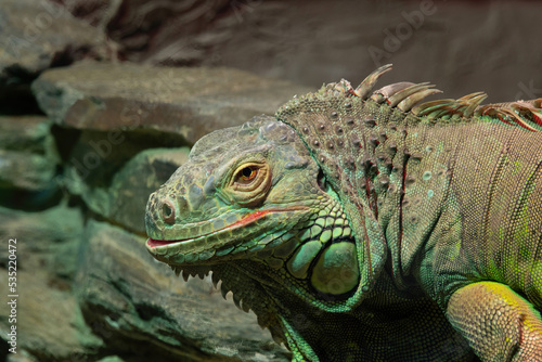 iguana on the background of stones