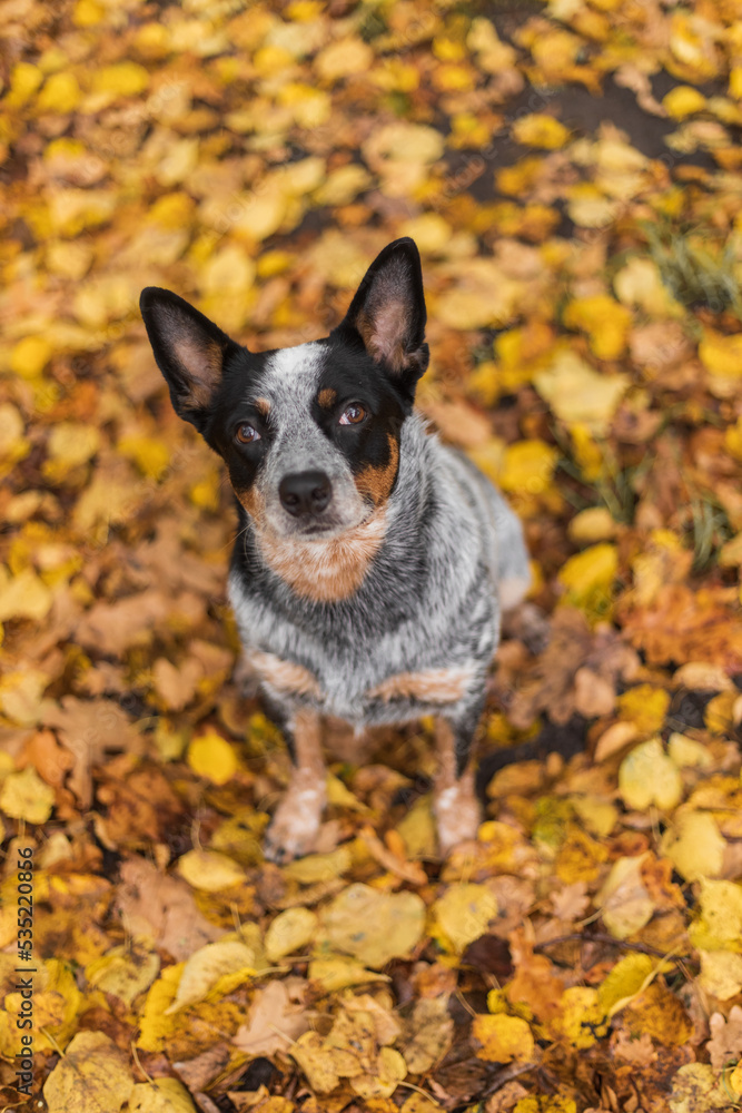 Young blue heeler dog playing with leaves in autumn. Happy healthy dog.