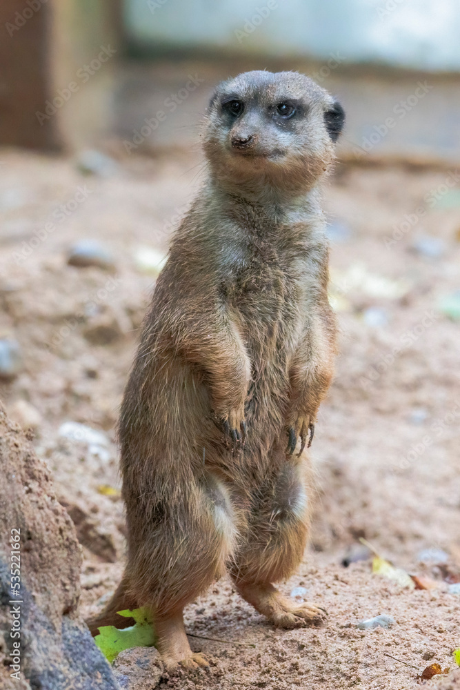 Fototapeta premium A meerkat stands in the sand in front of his cave