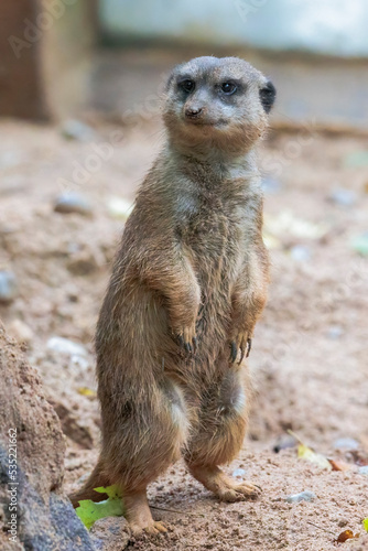 A meerkat stands in the sand in front of his cave