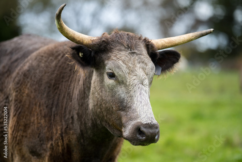 portrait of a cow in a field with pasture.