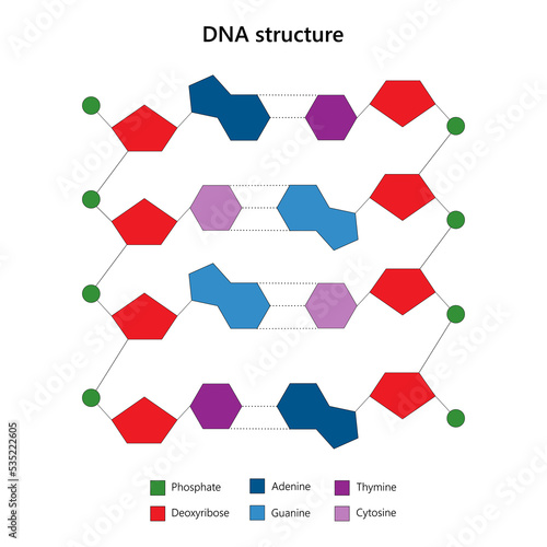 DNA structure. Ladder configuration. Vector illustration.