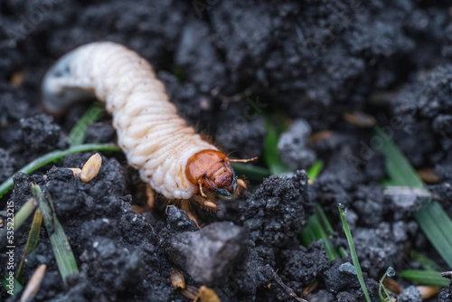 Quadro su tela larvae of may beetles in the earth from the lawn