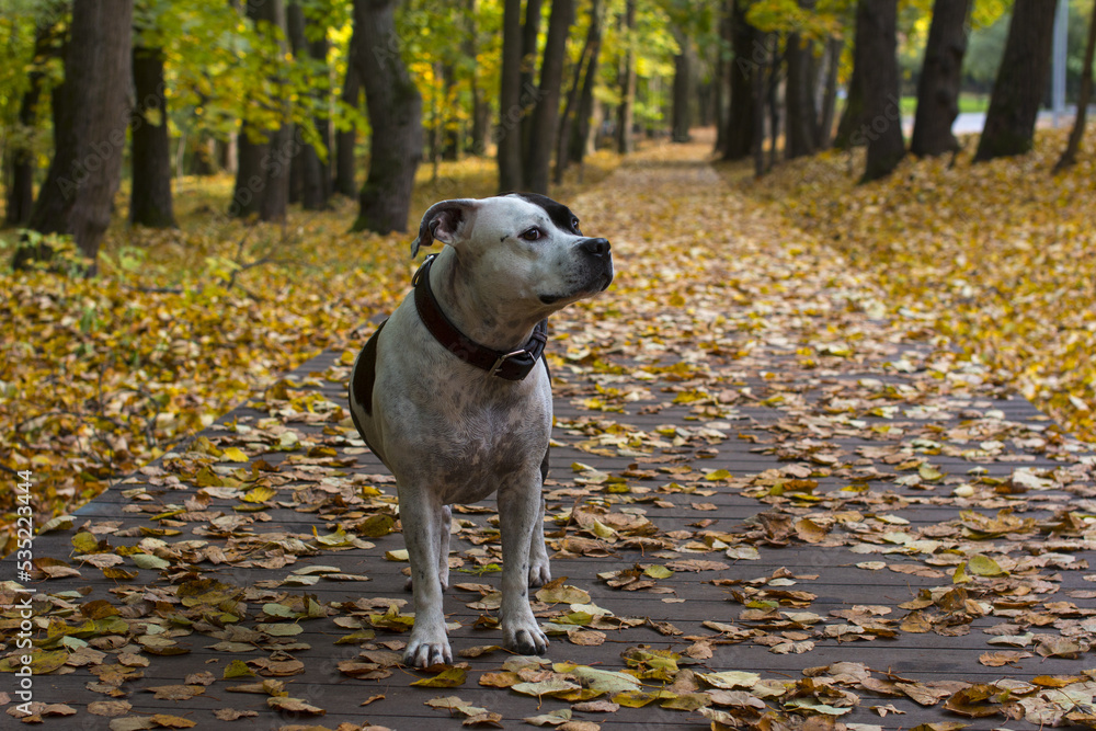 A dog on a walk in the autumn park. Fallen yellow foliage A dog on a walk in the autumn park. Fallen yellow foliage