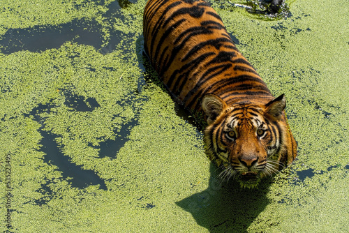 bengal tiger, Panthera tigris tigris, swimming to cool off, beautiful large feline, mexico,