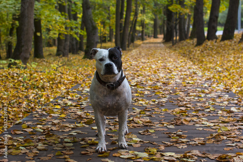 A dog on a walk in the autumn park. Fallen yellow foliage