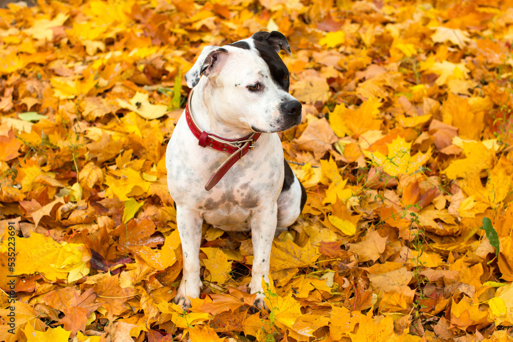 A dog on a walk in the autumn park. Fallen yellow foliage