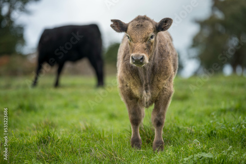 Beautiful healthy sustainable cows grazing in a field 