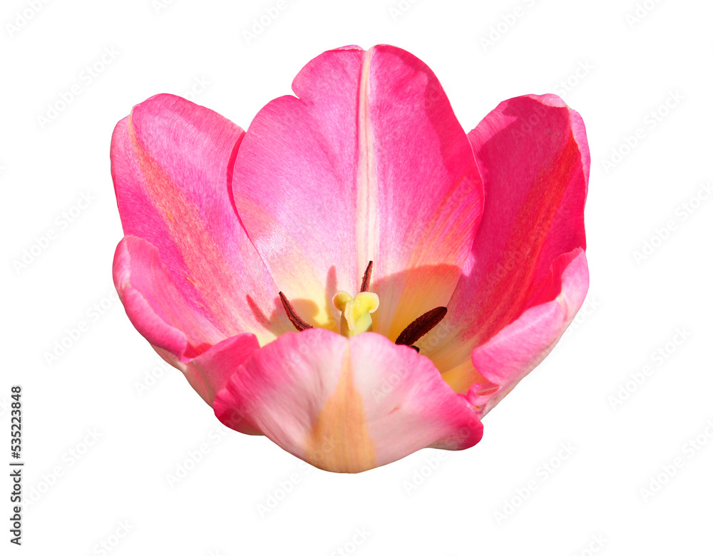 Pink Tulip Flower Head isolated on a transparent background. Close-up of one pink-red tulip bud with delicate petals with selective focus, cut and placed on a transparent background