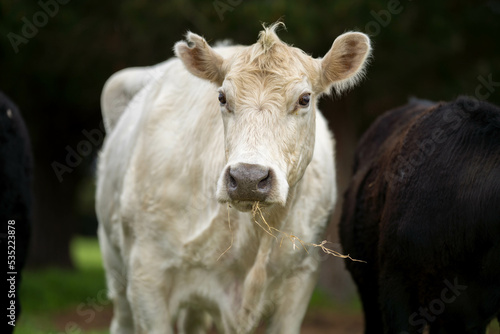 portrait of a cow in a field with pasture.