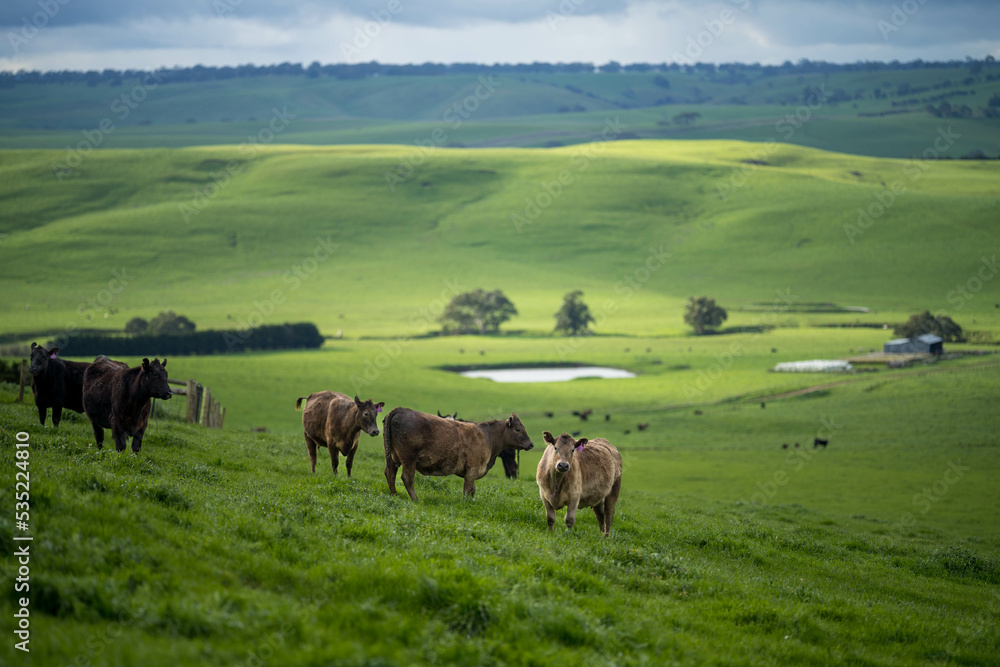 organic, regenerative, sustainable agriculture farm producing stud wagyu beef cows.