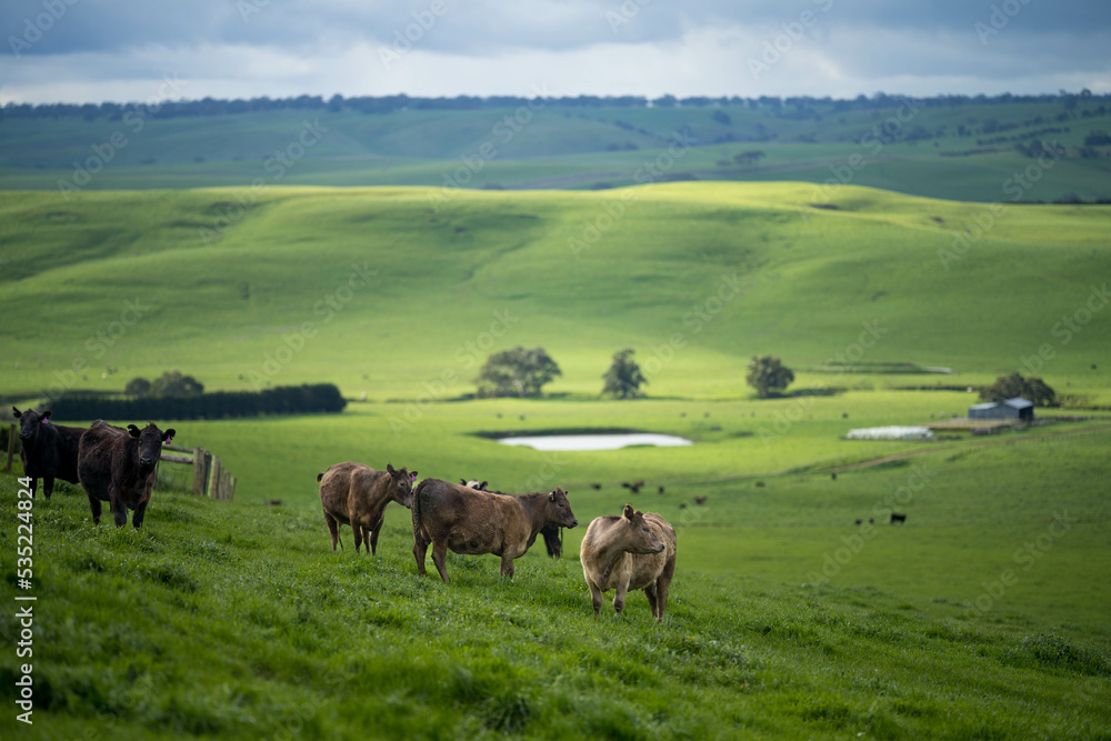 cows in the field on a hill in spring - obrazy, fototapety, plakaty 