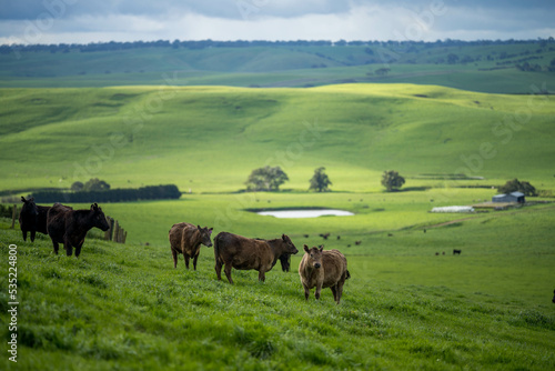 Beautiful healthy sustainable cows grazing in a field 