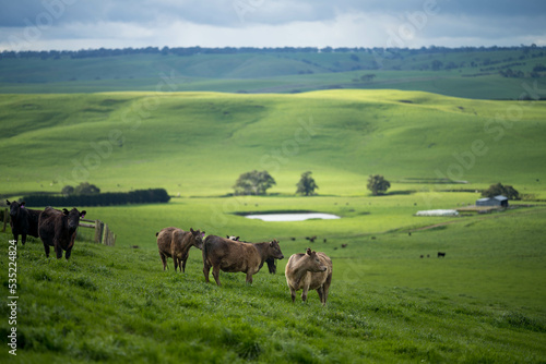 cows in the field on a hill in spring