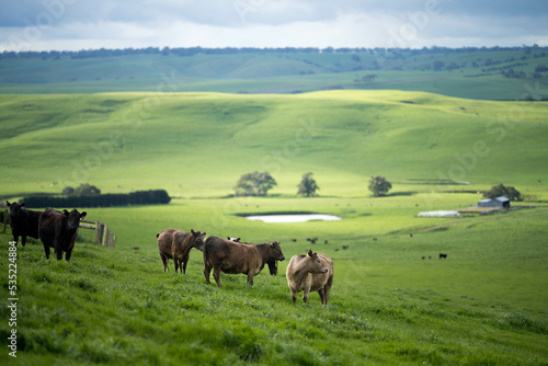 organic, regenerative, sustainable agriculture farm producing stud wagyu beef cows. © William