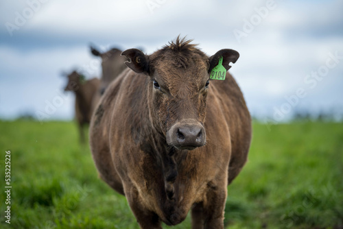 cows in the field in America 