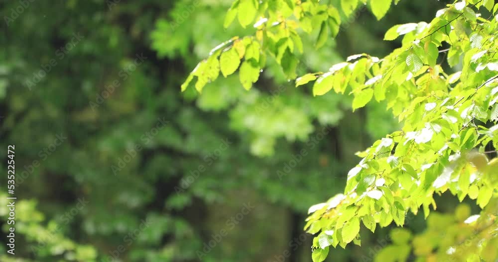 Rain in the autumn forest. A wonderful warm summer day. Rain in the autumn forest. A wonderful warm summer day.