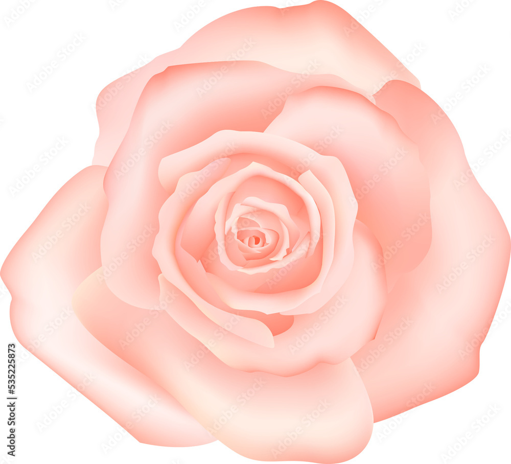 botanic garden pink rose flower botanic garden pink rose flower