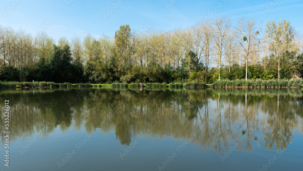Trees and plants reflecting in a water pond around Leuven