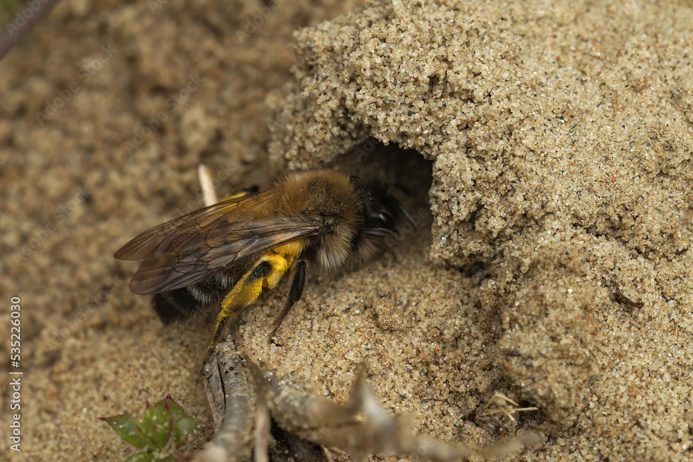 Closeup on an endangered female nycthemeral miner solitary bee, Andrena nycthemera crawling entering her nest Closeup on an endangered female nycthemeral miner solitary bee, Andrena nycthemera crawling entering her nest