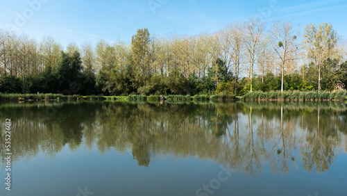 Trees and plants reflecting in a water pond around Leuven