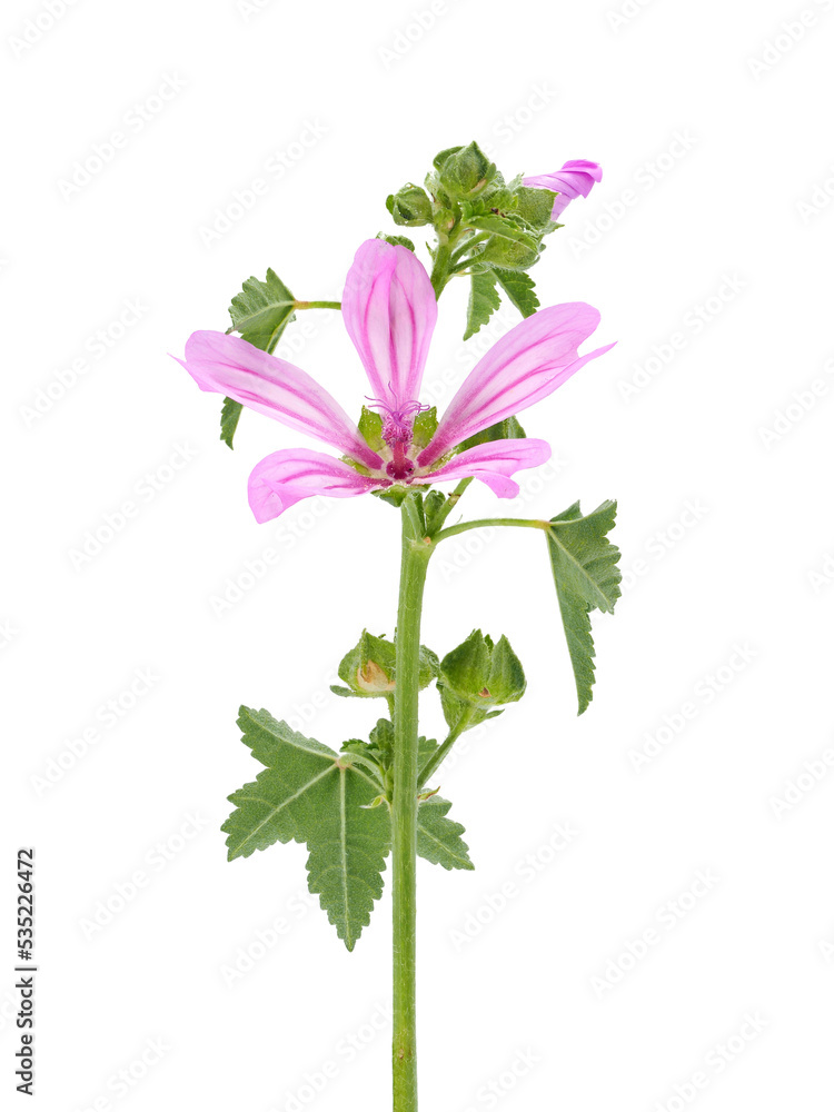 Cornish mallow or Cretan hollyhock isolated on white background, Malva multiflora Cornish mallow or Cretan hollyhock isolated on white background, Malva multiflora