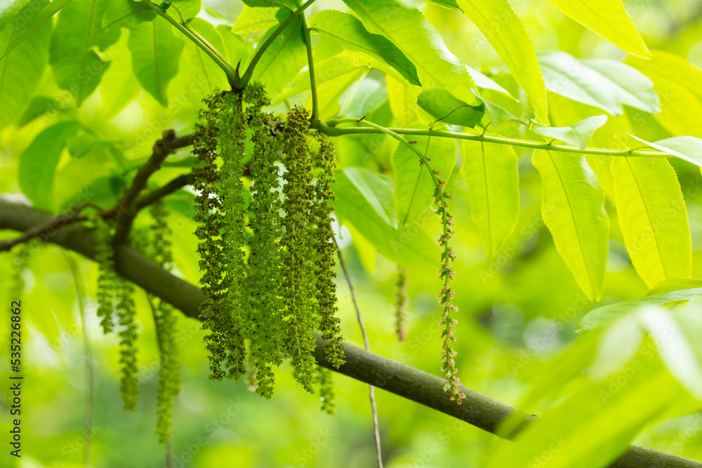 The branch of Manchurian nut-tree Juglans mandshurica with catkins. natural spring background The branch of Manchurian nut-tree Juglans mandshurica with catkins. natural spring background