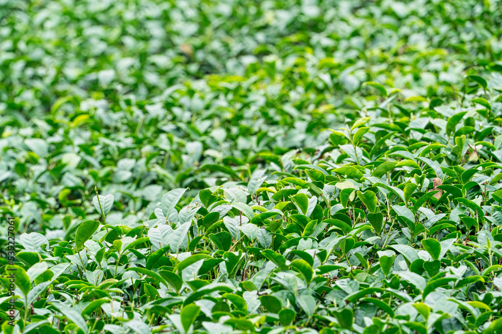 Beautiful green tea crop garden rows scene, design concept for the fresh tea product. Beautiful green tea crop garden rows scene, design concept for the fresh tea product.
