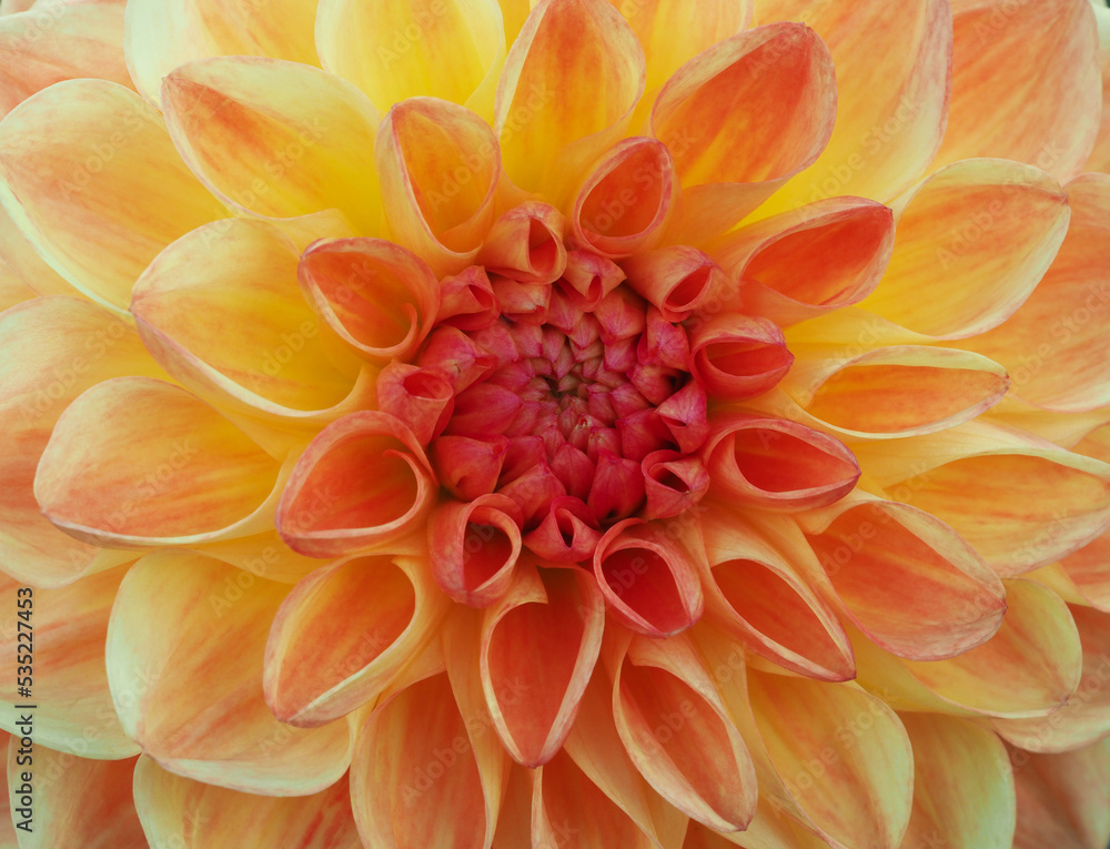 Lachsfarbene Dahlienblüte Lachsfarbene Dahlienblüte