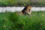 lion sitting resting on the grass, zoo guadalajara mexico